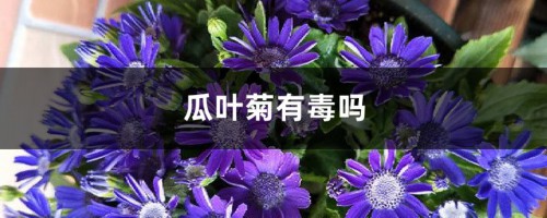 瓜叶菊有毒吗