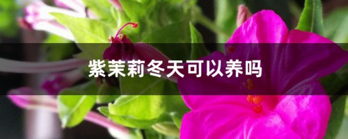 紫茉莉冬天可以养吗