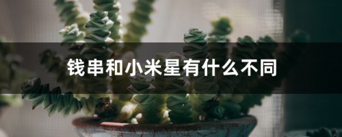 钱串和小米星有什么不同