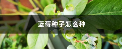 蓝莓种子怎么种