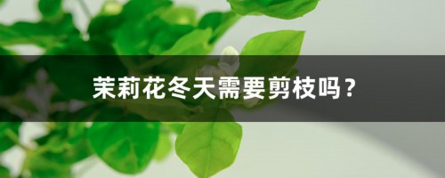 茉莉花冬天需要剪枝吗？