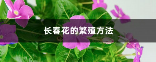 长春花的繁殖方法