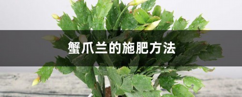 蟹爪兰的施肥方法